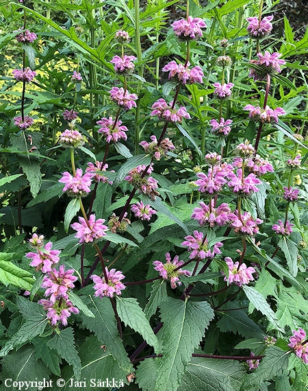 Phlomis tuberosa, mukulapaloyrtti